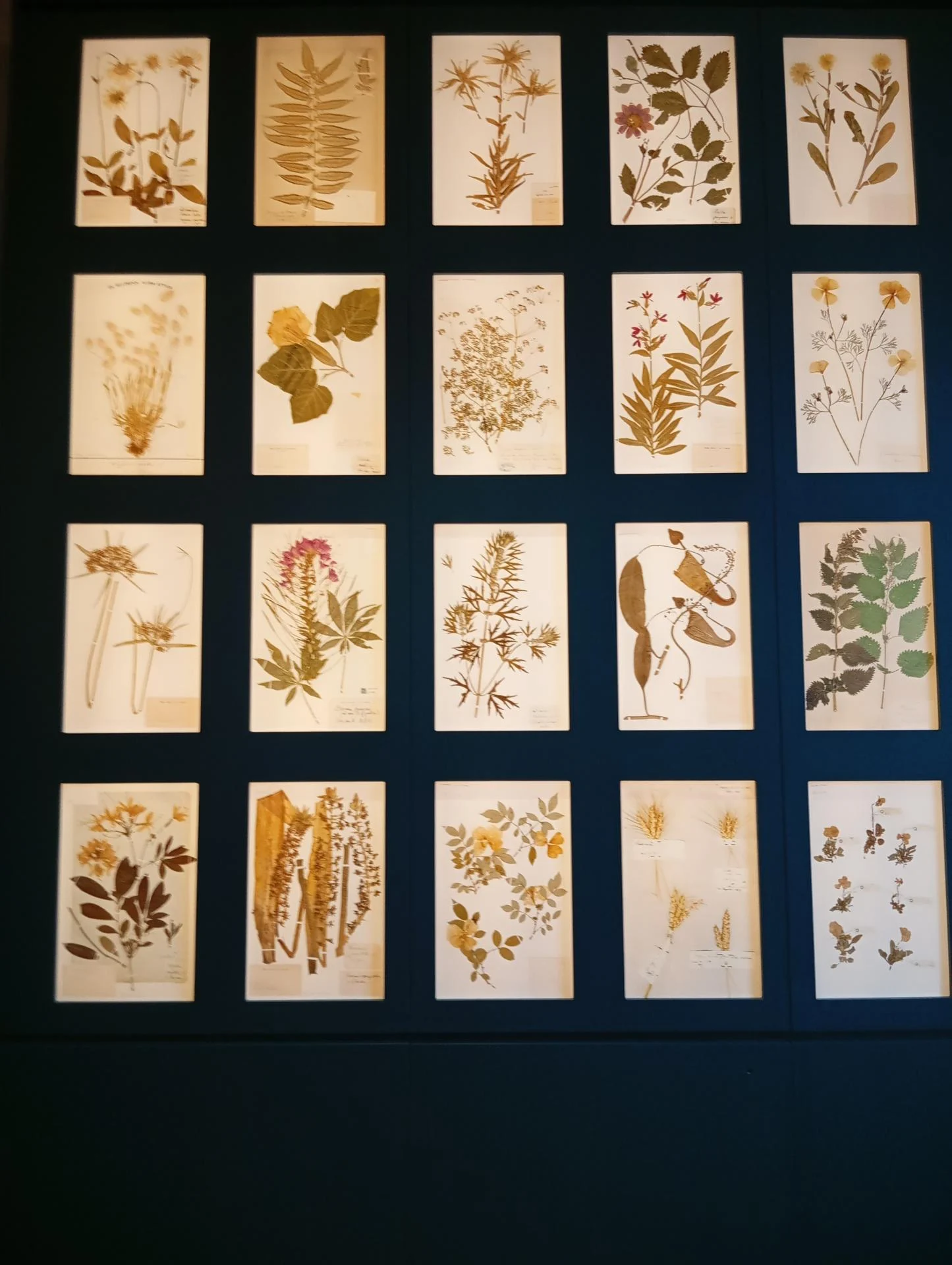 l'herbier